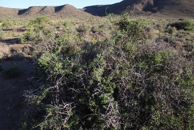 Kedrostis africana, photographed by Tony Rebelo