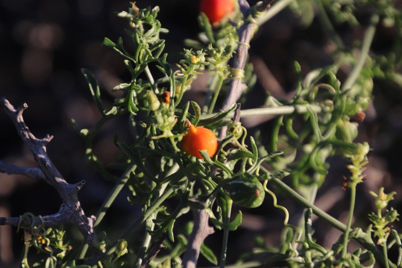 Kedrostis africana, photographed by Tony Rebelo
