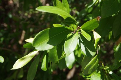 Gymnanthes lucida, photographed by Eric Knight