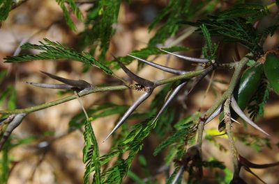 Vachellia cornigera, photographed by Eric Knight