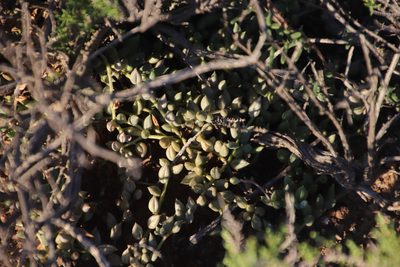 Senecio radicans, photographed by Tony Rebelo