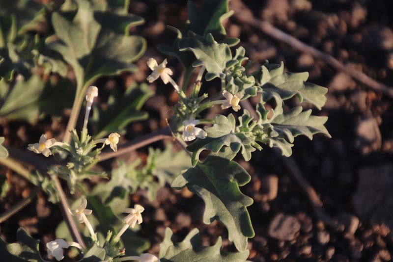 Chascanum pumilum, photographed by Tony Rebelo