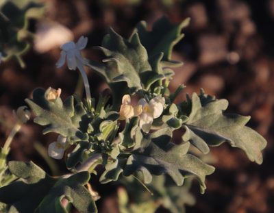 Chascanum pumilum, photographed by Tony Rebelo