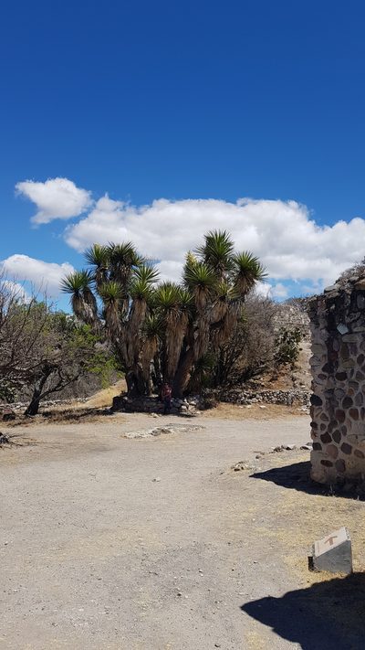 Yucca periculosa, photographed by Eugenio Padilla