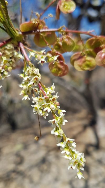 Pseudosmodingium andrieuxii, photographed by Eugenio Padilla