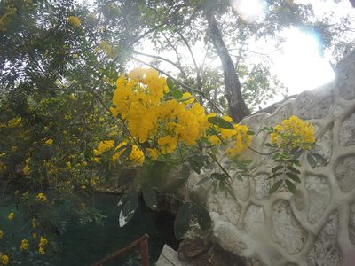 Senna racemosa, photographed by Eric Knight