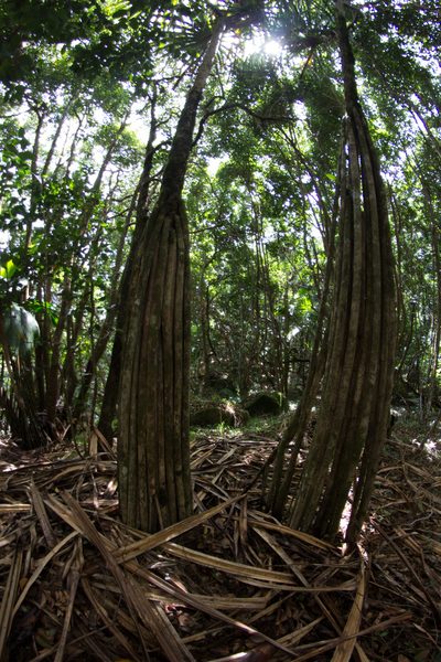 Verschaffeltia splendida, photographed by Claude Kolwelter