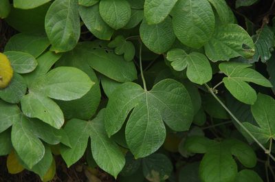 Dalechampia scandens, photographed by Eric Knight