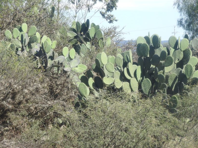 Opuntia joconostle, photographed by Oscar Alejandro Morales Juárez