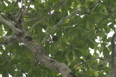 Manilkara zapota, photographed by Eric Knight