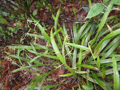Prosthechea rhynchophora, photographed by Neptalí Ramírez Marcial