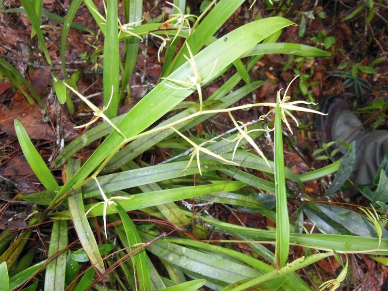 Prosthechea rhynchophora, photographed by Neptalí Ramírez Marcial