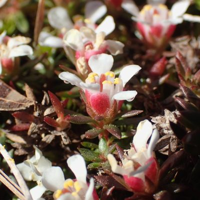 Pyxidanthera barbulata, photographed by Austin Pursley