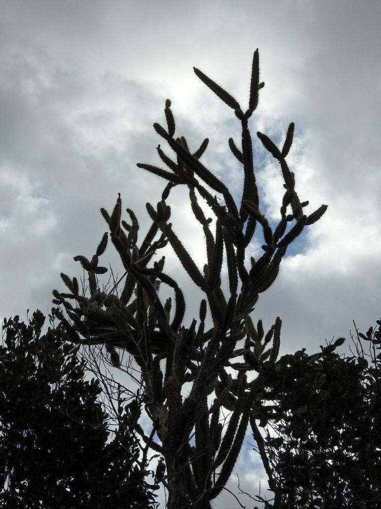 Leptocereus arboreus, photographed by Louis Imbeau
