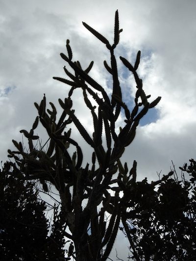 Leptocereus arboreus, photographed by Louis Imbeau