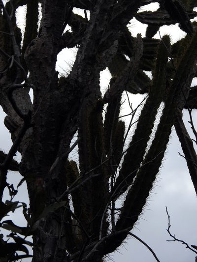 Leptocereus arboreus, photographed by Louis Imbeau