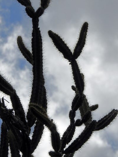Leptocereus arboreus, photographed by Louis Imbeau