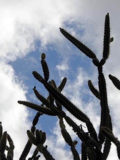 Leptocereus arboreus, photographed by Louis Imbeau