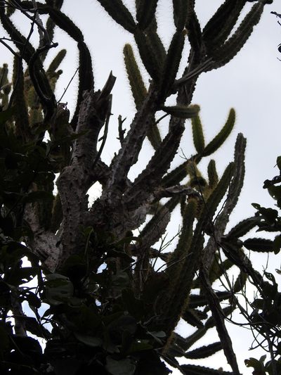 Leptocereus arboreus, photographed by Louis Imbeau