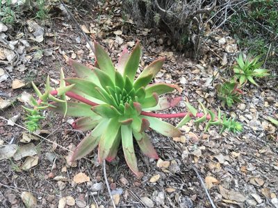 Dudleya candelabrum, photographed by Adam J. Searcy