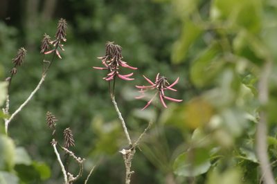 Erythrina standleyana, photographed by Eric Knight