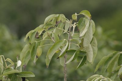 Vitex gaumeri, photographed by Eric Knight