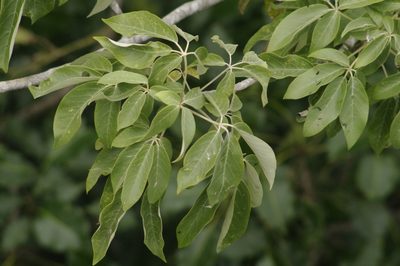 Vitex gaumeri, photographed by Eric Knight