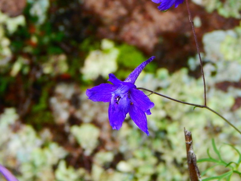 Delphinium pedatisectum, photographed by Norma Piedra