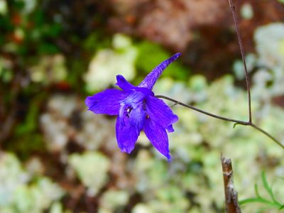 Delphinium pedatisectum, photographed by Norma Piedra