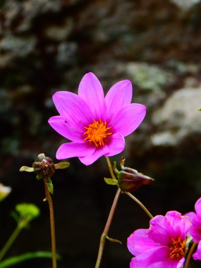 Dahlia sherffii, photographed by Norma Piedra