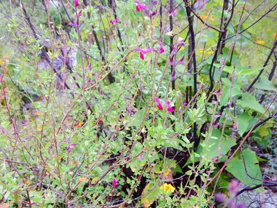 Salvia macellaria, photographed by Norma Piedra