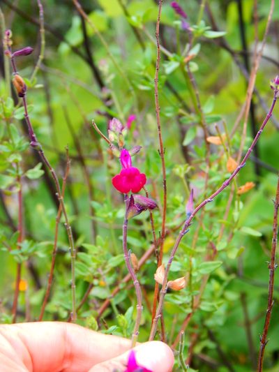 Salvia macellaria, photographed by Norma Piedra
