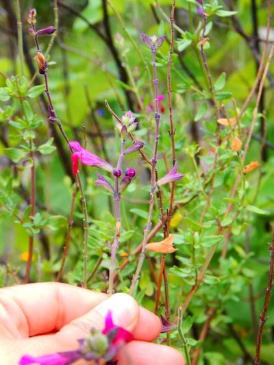 Salvia macellaria, photographed by Norma Piedra