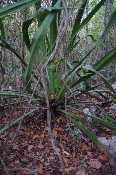 Furcraea hexapetala, photographed by Eric Knight
