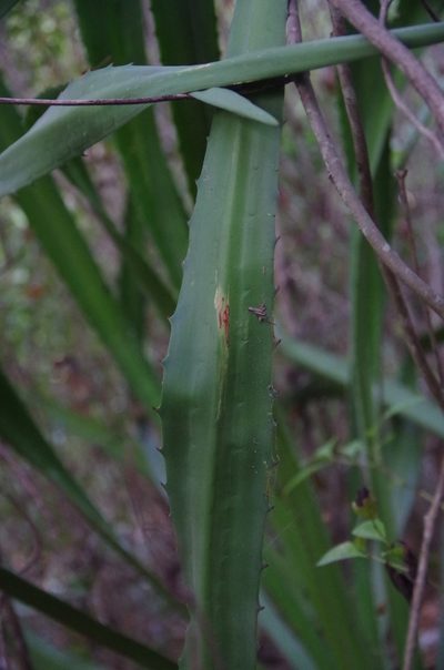 Furcraea hexapetala, photographed by Eric Knight