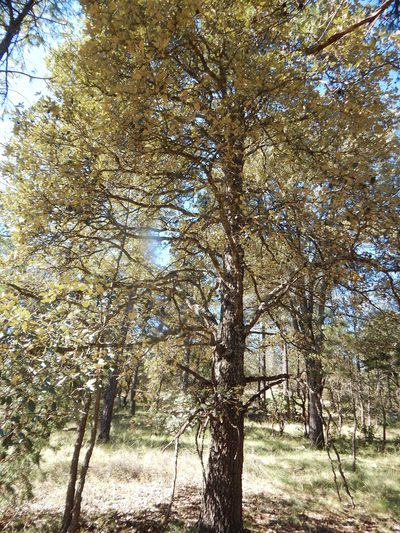 Quercus sideroxyla, photographed by Norma Piedra