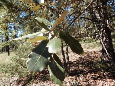 Quercus sideroxyla, photographed by Norma Piedra