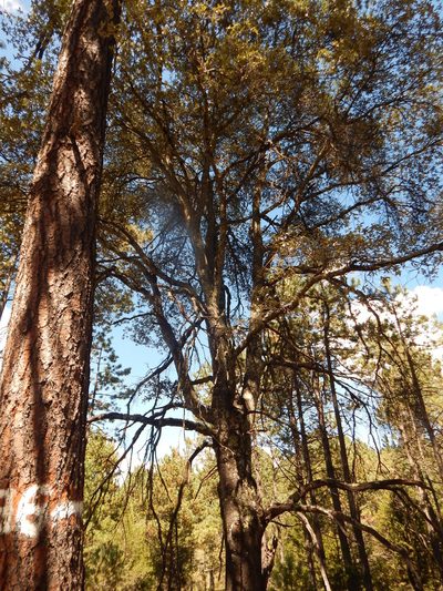 Quercus durifolia, photographed by Norma Piedra