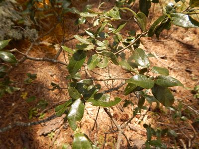 Quercus durifolia, photographed by Norma Piedra