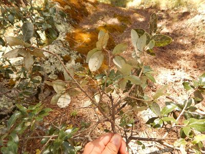 Quercus durifolia, photographed by Norma Piedra