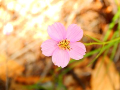 Cosmos ochroleucoflorus, photographed by Norma Piedra