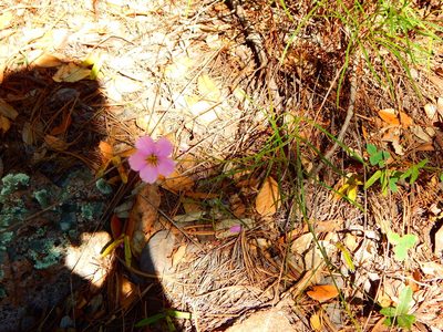 Cosmos ochroleucoflorus, photographed by Norma Piedra