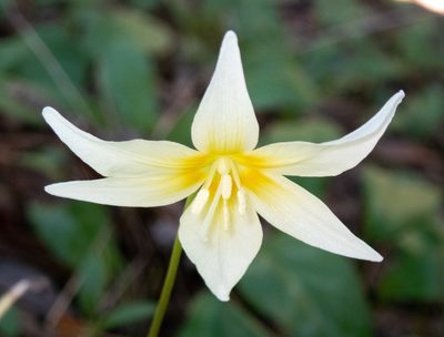 Erythronium californicum, photographed by Don Loarie