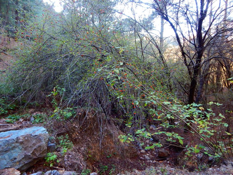 Crataegus rosei, photographed by Norma Piedra