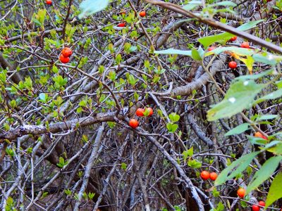 Crataegus rosei, photographed by Norma Piedra