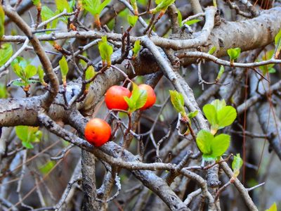 Crataegus rosei, photographed by Norma Piedra
