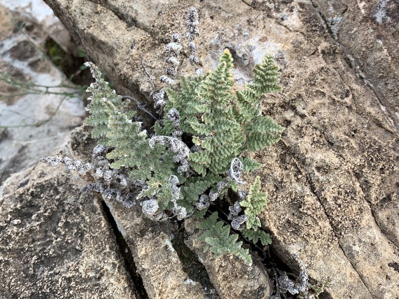 Myriopteris windhamii, photographed by CK2AZ