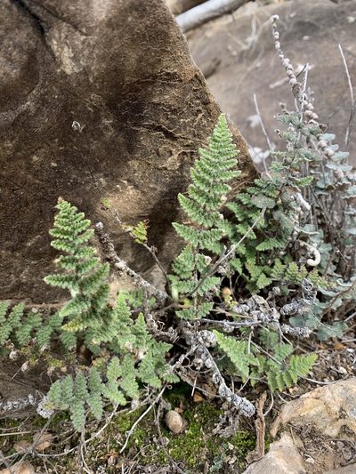 Myriopteris windhamii, photographed by CK2AZ