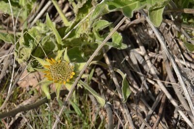 Balsamorhiza careyana, photographed by David Anderson