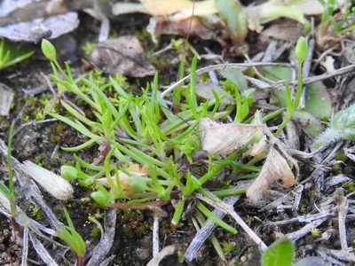 Sagina decumbens, photographed by Sam Kieschnick